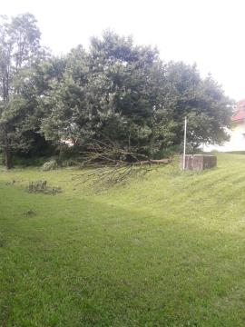 Podrta drevesa-odstranjevanje (2)